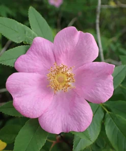 Pink Swamp Rose Seeds - Rosa Palustris Flower Shrub, 25 Seeds, Average to Wet Soil - Image 4