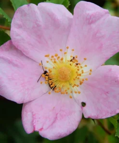 Pink Swamp Rose Seeds - Rosa Palustris Flower Shrub, 25 Seeds, Average to Wet Soil - Image 5