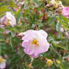 Pink Swamp Rose Seeds - Rosa Palustris Flower Shrub, 25 Seeds, Average to Wet Soil - Image 1