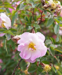 Pink Swamp Rose Seeds - Rosa Palustris Flower Shrub, 25 Seeds, Average to Wet Soil - Image 1