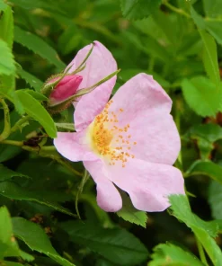 Pink Swamp Rose Seeds - Rosa Palustris Flower Shrub, 25 Seeds, Average to Wet Soil - Image 7