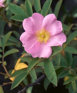 Pink Swamp Rose Seeds - Rosa Palustris Flower Shrub, 25 Seeds, Average to Wet Soil - Image 8