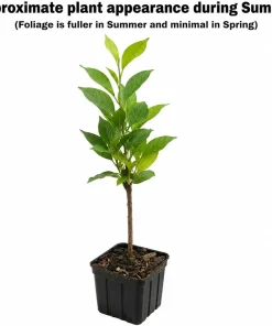 Pink Weigela Live Plant - 2 Shrubs, 10-16" Tall in Quart Pots - Outdoor Flowering Bush - Image 2