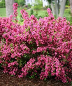 Pink Weigela Live Plant - 2 Shrubs, 10-16