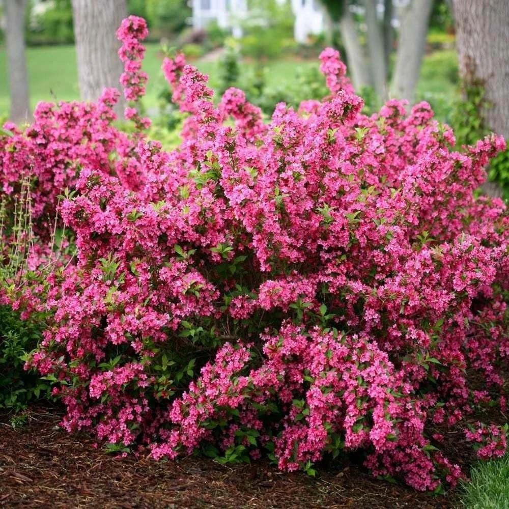 Pink Weigela Live Plant - 2 Shrubs, 10-16" Tall in Quart Pots - Outdoor Flowering Bush - Image 4