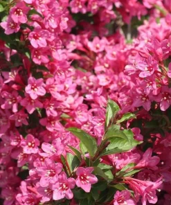 Pink Weigela Live Plant - 2 Shrubs, 10-16