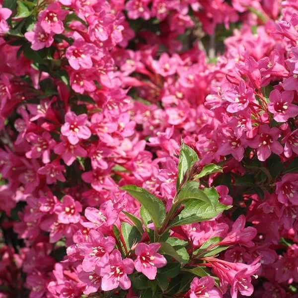 Pink Weigela Live Plant - 2 Shrubs, 10-16" Tall in Quart Pots - Outdoor Flowering Bush - Image 1