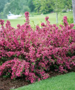 Pink Weigela Live Plant - 2 Shrubs, 10-16