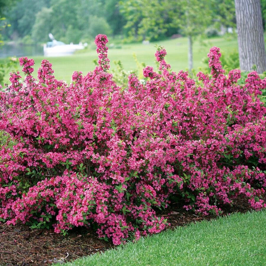 Pink Weigela Live Plant - 2 Shrubs, 10-16" Tall in Quart Pots - Outdoor Flowering Bush - Image 6