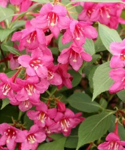 Pink Weigela Live Plant – 4 inch Pot – Outdoor Shrub – Attracts Hummingbirds - Image 2