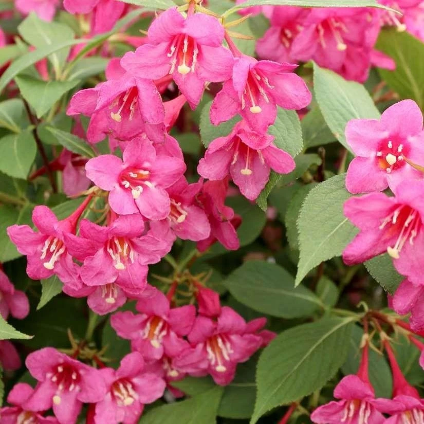 Pink Weigela Live Plant – 4 inch Pot – Outdoor Shrub – Attracts Hummingbirds - Image 2