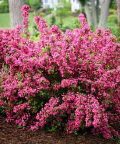 Pink Weigela Live Plant – 4 inch Pot – Outdoor Shrub – Attracts Hummingbirds - Image 1