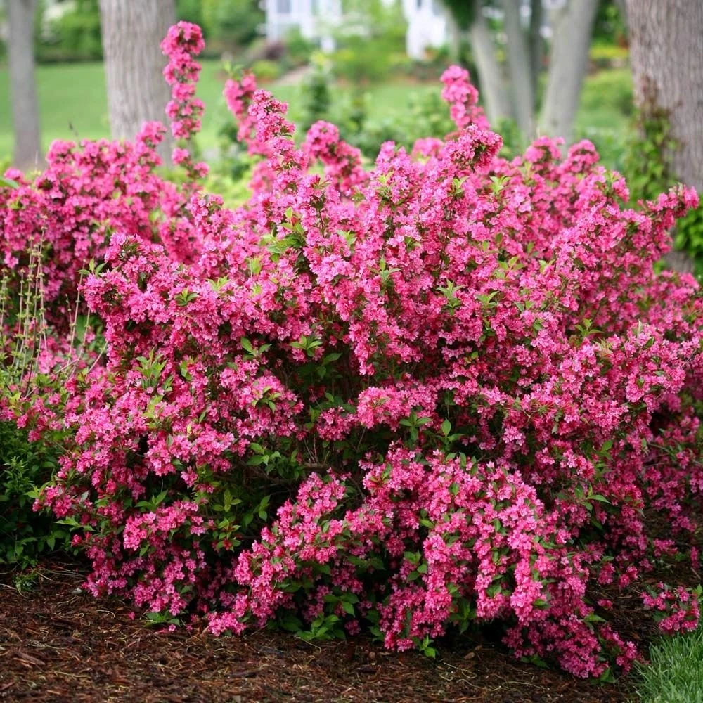 Pink Weigela Live Plant – 4 inch Pot – Outdoor Shrub – Attracts Hummingbirds - Image 1