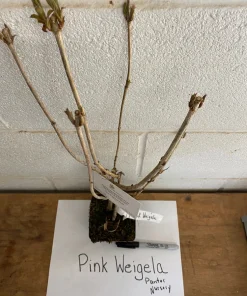 Pink Weigela Live Plant – 4 inch Pot – Outdoor Shrub – Attracts Hummingbirds - Image 4