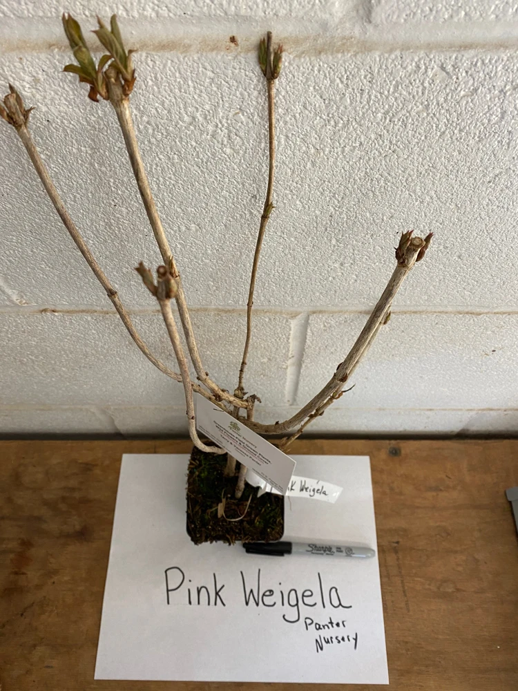 Pink Weigela Live Plant – 4 inch Pot – Outdoor Shrub – Attracts Hummingbirds - Image 4