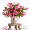 Pink Weigela Live Plant - Blooming Shrub, 6-12 Inch Tall, Quart Pot, Outdoor - Image 1