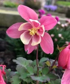 Pink & White Columbine Live Plant - Aquilegia - Quart Pot - Outdoor Flower - Image 2