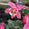 Pink & White Columbine Live Plant - Aquilegia - Quart Pot - Outdoor Flower - Image 1