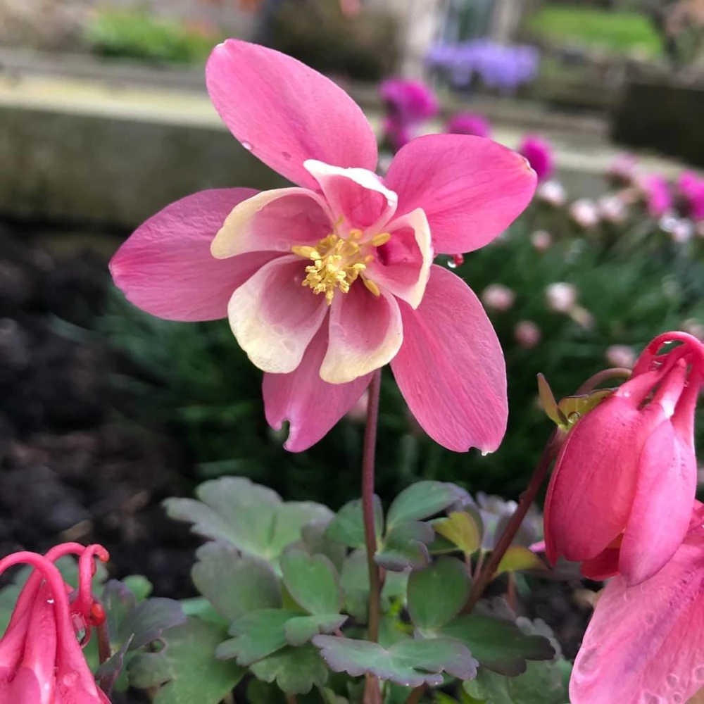 Pink & White Columbine Live Plant - Aquilegia - Quart Pot - Outdoor Flower - Image 1