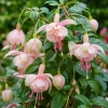 Pink White Fuchsia Live Plant - 4-6 inch Tall, 5 inch Pot, Outdoor Flowering Plant - Image 1