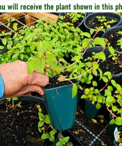 Pink White Fuchsia Live Plant - 4-6 inch Tall, 5 inch Pot, Outdoor Flowering Plant - Image 2