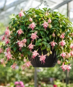 Pink White Fuchsia Live Plant - 4-6 inch Tall, 5 inch Pot, Outdoor Flowering Plant - Image 3