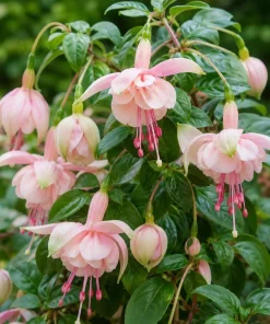 Pink White Fuchsia Live Plant – 4-6 inch Tall, 5 inch Pot, Pink & White Flowers - Image 3