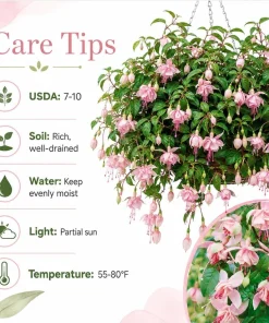 Pink White Fuchsia Live Plant – 4-6 inch Tall, 5 inch Pot, Pink & White Flowers - Image 4