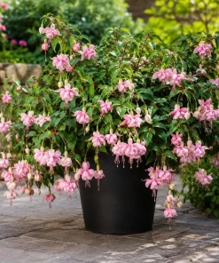 Pink White Fuchsia Live Plant - 4-6 inch Tall, 5 inch Pot, Outdoor Flowering Plant - Image 5