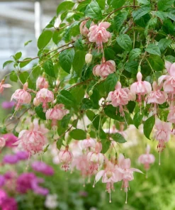 Pink White Fuchsia Live Plant - 4-6 inch Tall, 5 inch Pot, Outdoor Flowering Plant - Image 6