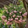 Pink White Fuchsia Live Plant – 4-6 inch Tall, 5 inch Pot, Pink & White Flowers - Image 1