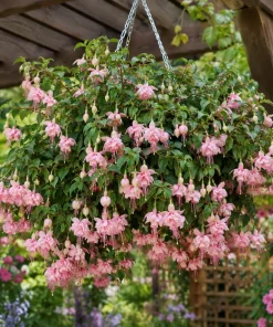 Pink White Fuchsia Live Plant – 4-6 inch Tall, 5 inch Pot, Pink & White Flowers - Image 1