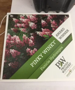 Pinky Winky Hydrangea Live Plant - Quart Pot, Two-Tone Flowers, Zones 4-9 - Image 3