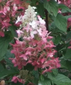 Pinky Winky Hydrangea Live Plant - Quart Pot, Two-Tone Flowers, Zones 4-9 - Image 4