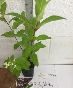 Pinky Winky Hydrangea Live Plant - Quart Pot, Two-Tone Flowers, Zones 4-9 - Image 5