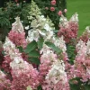 Pinky Winky Hydrangea Live Plant - Quart Pot, Two-Tone Flowers, Zones 4-9 - Image 1