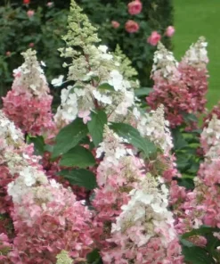 Pinky Winky Hydrangea Live Plant - Quart Pot, Two-Tone Flowers, Zones 4-9 - Image 1