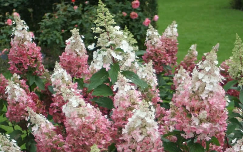 Pinky Winky Hydrangea Live Plant - Quart Pot, Two-Tone Flowers, Zones 4-9 - Image 1
