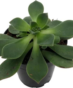 Pinwheel Succulent Live Plant - Aeonium Houseplant - 3.5" Pot Indoor - Image 2