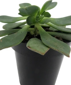 Pinwheel Succulent Live Plant - Aeonium Houseplant - 3.5