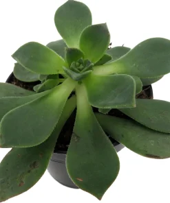 Pinwheel Succulent Live Plant - Aeonium Houseplant - 3.5