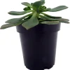 Pinwheel Succulent Live Plant - Aeonium Houseplant - 3.5" Pot Indoor - Image 1