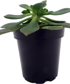Pinwheel Succulent Live Plant - Aeonium Houseplant - 3.5