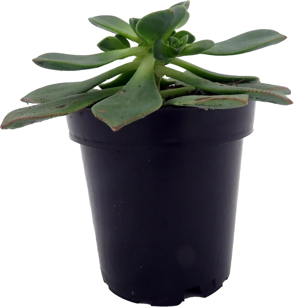 Pinwheel Succulent Live Plant - Aeonium Houseplant - 3.5" Pot Indoor - Image 1