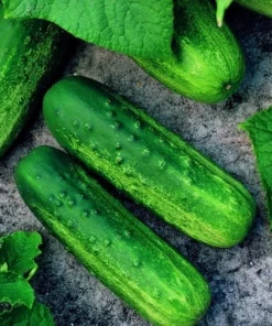 Pioneer F1 Cucumber Seeds - Heirloom, NON-GMO Vegetable Seeds for Garden - Image 3