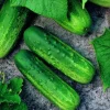 Pioneer F1 Cucumber Seeds - Heirloom, NON-GMO Vegetable Seeds for Garden - Image 1