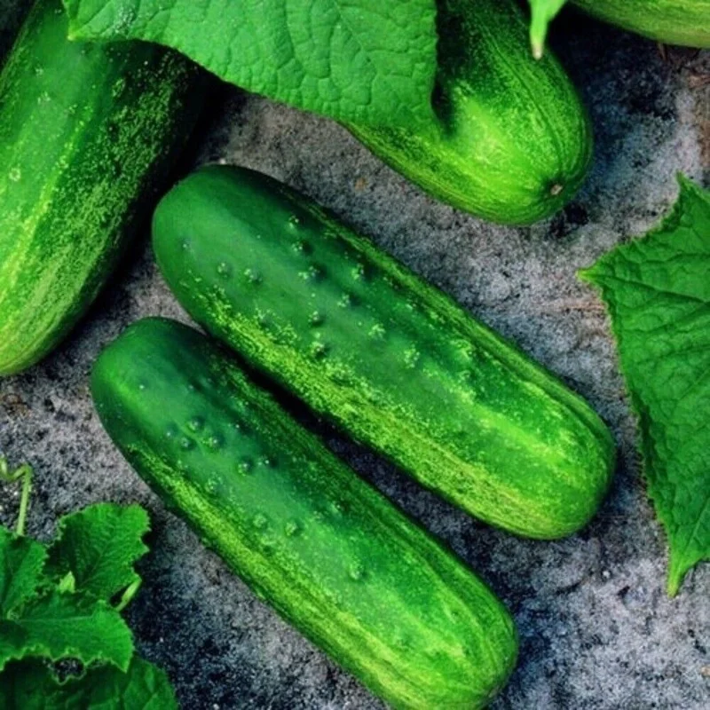 Pioneer F1 Cucumber Seeds - Heirloom, NON-GMO Vegetable Seeds for Garden - Image 1