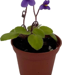 Pixie Blue Micro Miniature African Violet Live Plant – 2.5" Pot – Blue-Purple Blooms – Indoor - Image 2