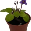 Pixie Blue Micro Miniature African Violet Live Plant – 2.5" Pot – Blue-Purple Blooms – Indoor - Image 1
