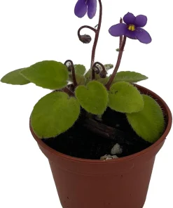 Pixie Blue Micro Miniature African Violet Live Plant – 2.5